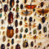 insect collection